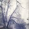 Jardin Public, Bordeaux, 18 décembre 2008<br><br>brouillard fog  brume mist misty  arbre arbres tree trees morning matin park parc